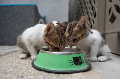 Cats being fed at a feeding station in Expo City Dubai. Antonie Robertson / The National