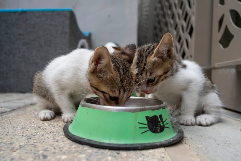There are currently about 80 stray cats and kittens in the district 