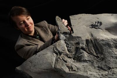  University of Edinburgh PhD student Natalia Jagielska examines the world's largest Jurassic pterosaur unearthed on the Isle of Skye. AP