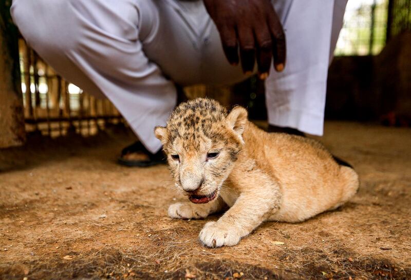 A young African lion cub sits in a cage at a wildlife park in the Khartoum Bahri  twin city of the Sudanese capital. The park, which has been closed due to the COVID-19 coronavirus pandemic, has experienced the birth of several young animals during the closure. AFP