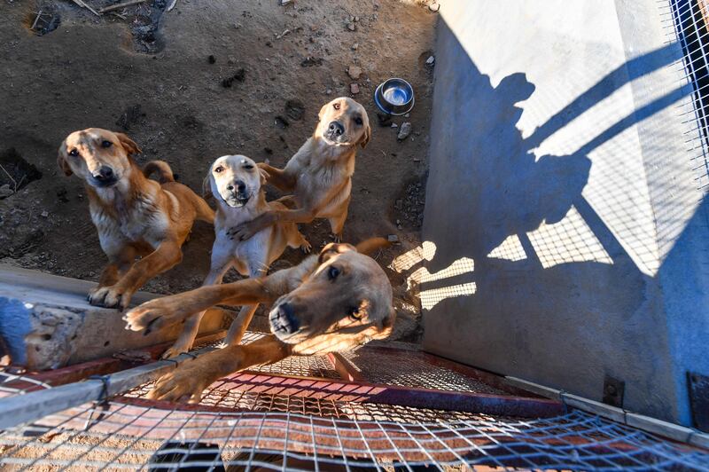 Stray dogs at a shelter in Bouhnash, in the governorate of Ariana near the Tunisian capital, Tunis. Packs of stray dogs are a common sight in North African cities.  All photos: AFP