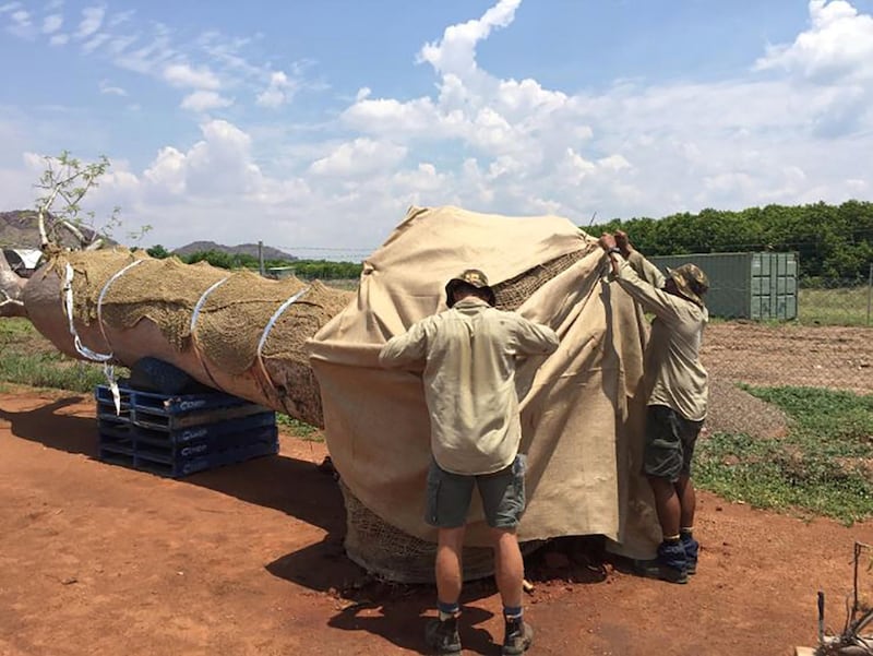 The trees were covered to prevent them from drying out during their long jounrney. Photo: Cycad Enterprises Pty Ltd