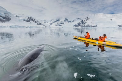 16 Dec 2014, Antarctica --- A curious Antarctic minke whale approaches kayakers, in Neko Harbor, Antarctica, Polar Regions --- Image by © Michael Nolan/Robert Harding World Imagery/Corbis *** Local Caption ***  ut23se-top10-antarctica.jpg