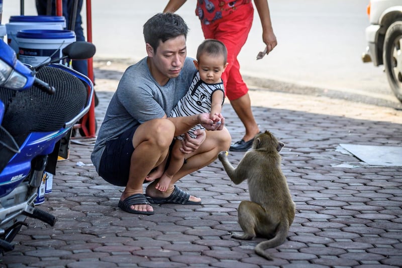 The monkeys are usually a major draw for tourists who want to snap photos of the gregarious little beasts. AFP