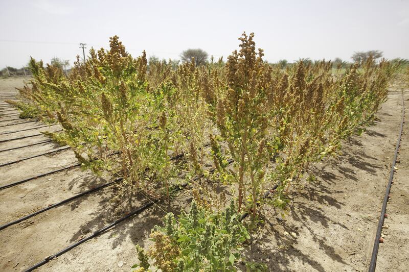 Growing quinoa in the UAE has been extremely successful in trials and could boost food security. Jaime Puebla / The National