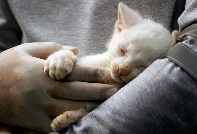 An alleged albino cub of Jaguarundi (Herpailurus yagouaroundi), rests in the hands of a worker at the Conservation Park in Medellin, Colombia, on December 23, 2021.  - According to environmentalists of the Conservation Park of Medellin, the little Jaguarundi will have to live in captivity as its albinism prevents it to hunt, camouflage, and protect itself from predators in the wild.  (Photo by FREDY BUILES  /  AFP)