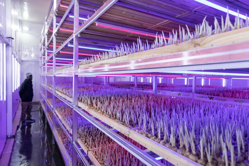 The agricultural technology company has cultivated about 150,000 crocus sativa bulbs from the Netherlands, growing them at a vertical farm in the emirate's Al Zubair district.
