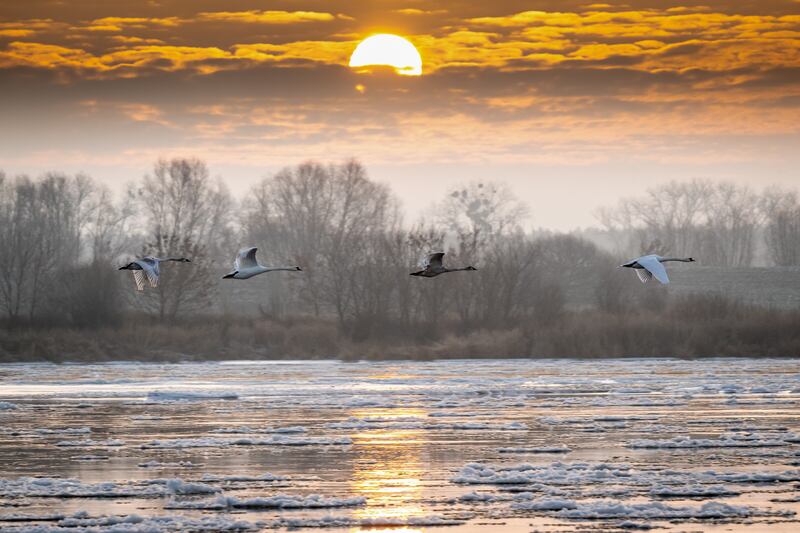Swans fly past as the sun rises over the Vistula River in Topolno, northern Poland. EPA