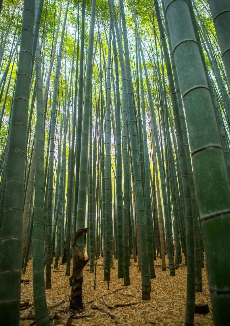 Arashiyama bamboo grove, Kansai region, Arashiyama, Japan.NO USE FRANCE