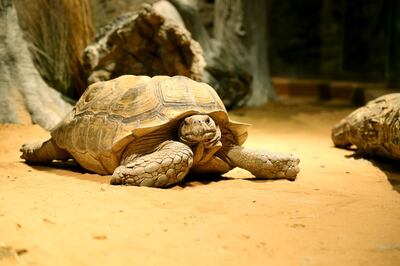 The tortoise at his new home in the City Walk attraction. Courtesy: Green Planet