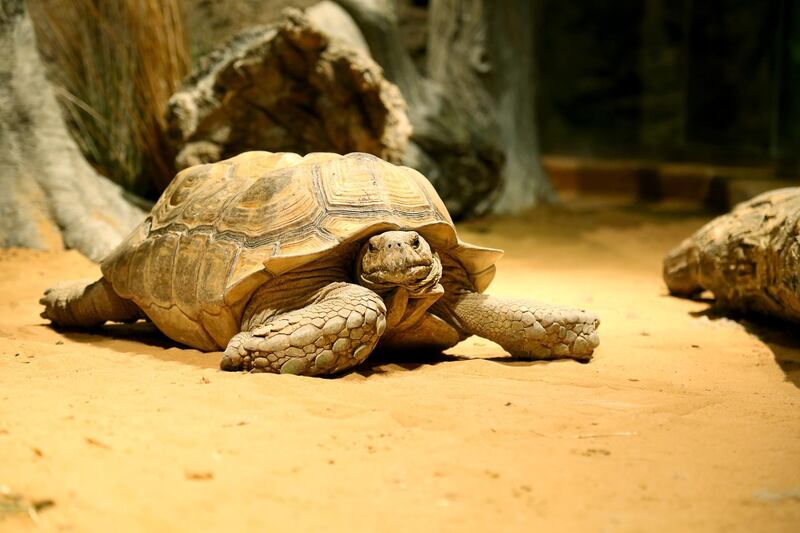 A tortoise at his new home at Dubai's indoor rainforest Green Planet. Courtesy: Green Planet