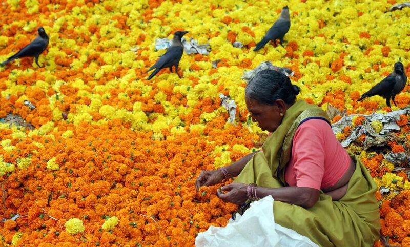 A woman picks up the unspoilt marigold flowers to make garlands from a wasted flowers dumping site, besides a flower market in Mumbai.  Divyakant Solanki / EPA