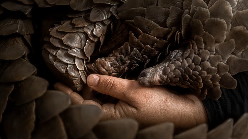 Blair Eastwood's 'Clutching  to Life' won the Conserving Africa's Wilderness category. Photo: Blair Eastwood