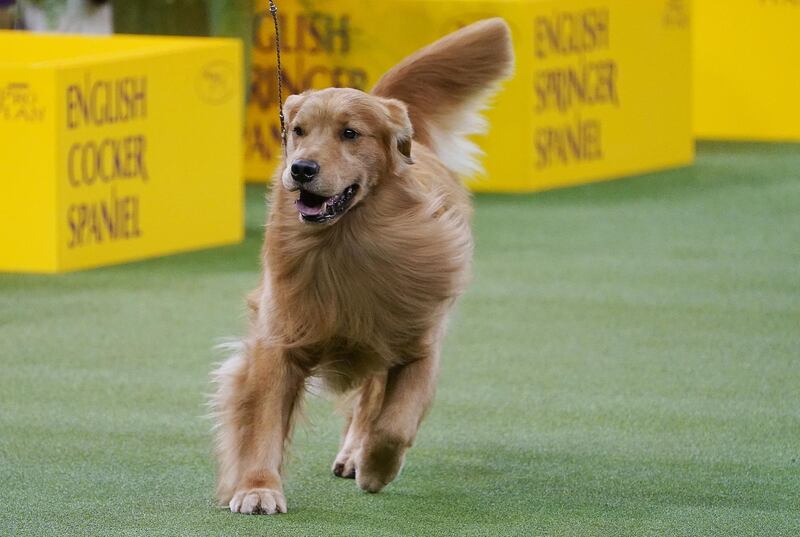 Good hair day: A golden retriever named Daniel takes part in the Sporting group competition. Reuters