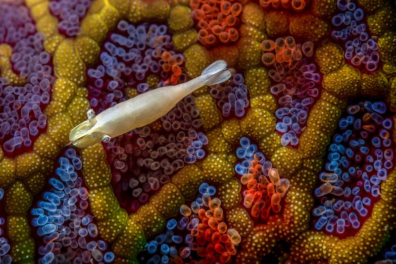 Winner of the Underwater category: Dreamtime by Simon Theuma. A shrimp floats above a mosaic seastar in Bass Point Reserve, Shellharbour, Australia. Photo: Simon Theuma / cupoty.com