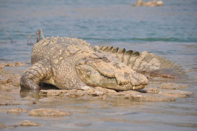 A marsh crocodile in Chambal River. Courtesy: Chambal Safari Lodge