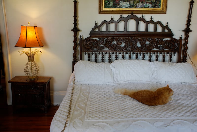 A resident six-toed cat relaxes in a bedroom. Photo: Adam Fagen