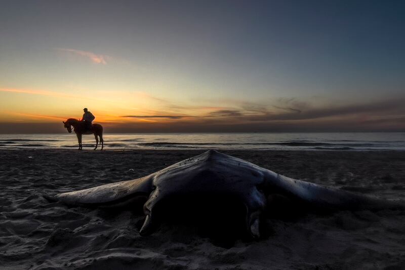 A devil ray pulled ashore by Palestinian fishermen on a beach to the west of Gaza City. EPA

