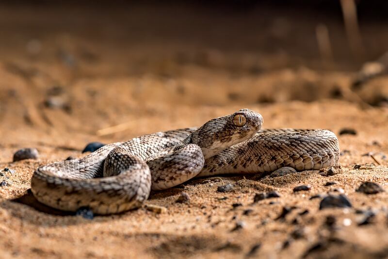 Five saw-scaled vipers are among the animals to be found new homes under a relocation programme. Photo: Etihad Rail

