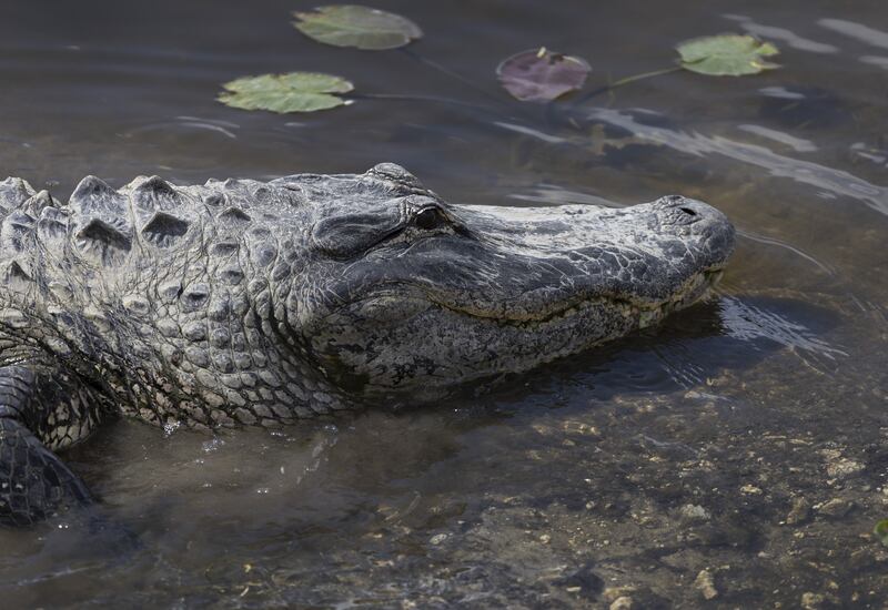 An alligator in the Florida Everglades in May. AFP