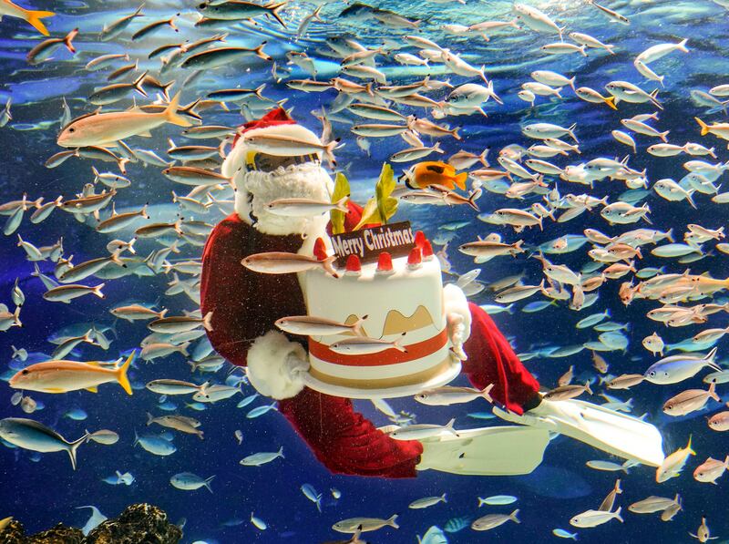 A scuba-driving 'Santa Claus' clutches a Christmas cake at an aquarium in Tokyo. EPA