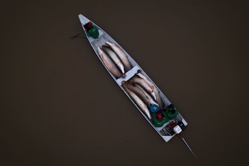 A boat transports pirarucu fish to a processing ship, in the San Raimundo settlement lake, in Carauari, Brazil. AP 