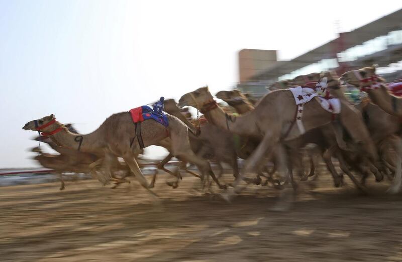 Camels mounted with robot jockeys start a race. Owners of winning camels can look forward to trophies that include luxury cars and a top prize of more than half a million dollars.