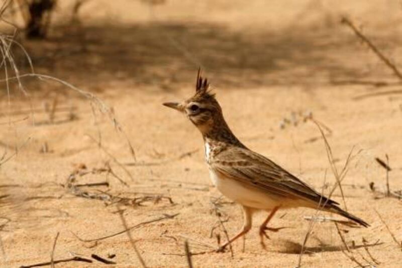 A Crested Lark in the Bab Al Shams area on Saturday, Feb. 19, 2011 in Dubai, United Arab Emirates. Photo: Charles Crowell for The National