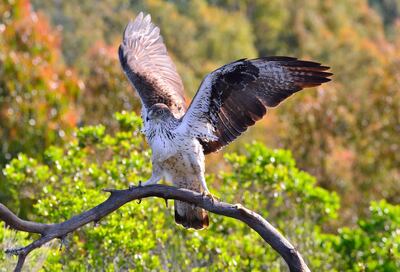 The Bonell's eagle was one of five new bird species seen at Al Ain Zoo last year. Photo: Shutterstock via Al Ain Zoo

