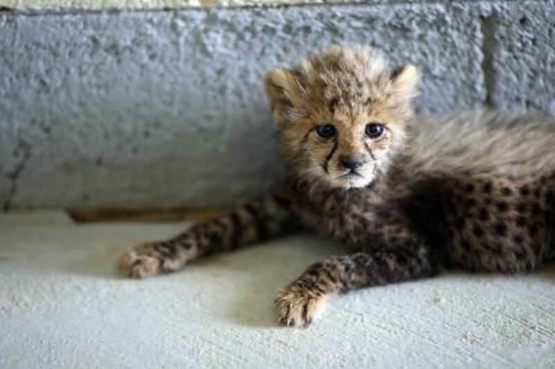 June 13, 2010/ Al Ain/ The Al Ain Zoo has received a few cheetah cubs that somebody was trying to smuggle into Dubai. Out of the 15 cheetahs smuggled in 10 have died June 13, 2010. (Sammy Dallal / The National)

