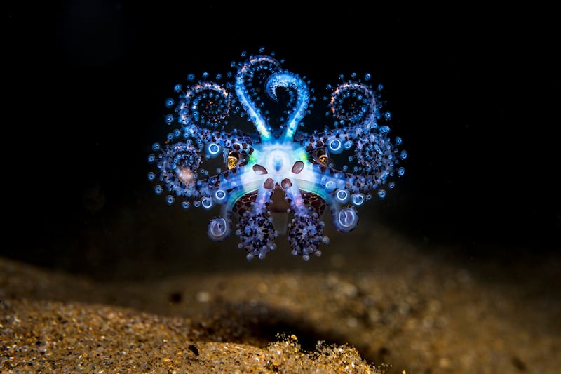 Second place in Collective Portfolio Award, Matty Smith: A southern bobtail squid performs a spectacular display on the seabed at night