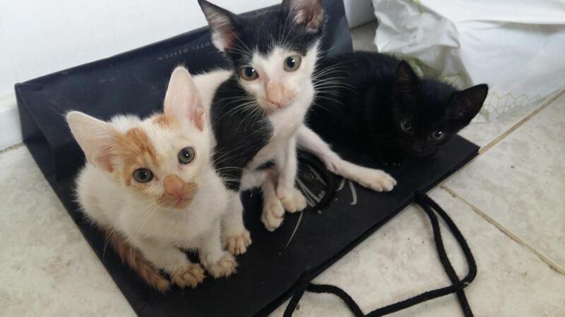 Three street kittens the day after I got them. They are now fully grown. 