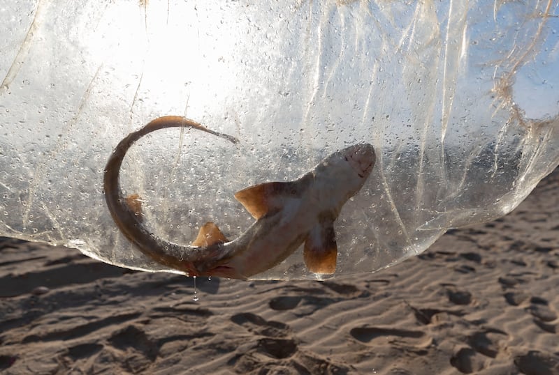 Eleven of the near-threatened Arabian carpet shark and four vulnerable honeycomb stingrays were released by conservationists