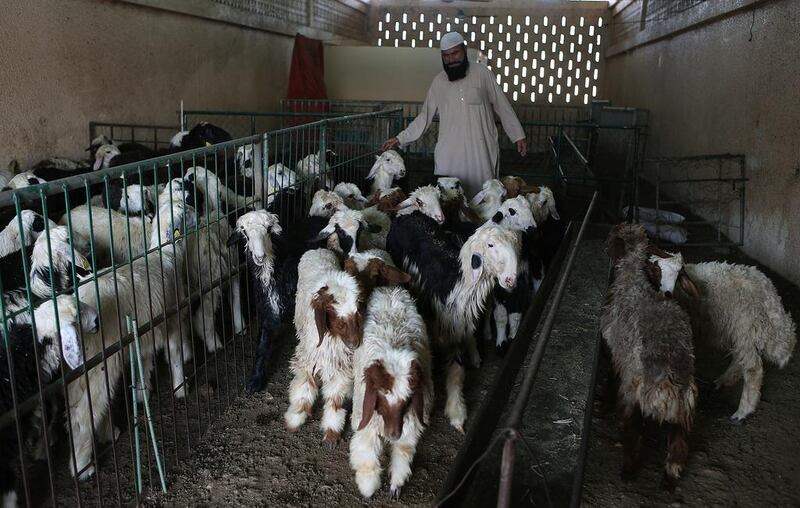 Some may disagree over price and quality, but traders at Abu Dhabi livestock market say there is no shortage. Satish Kumar / The National