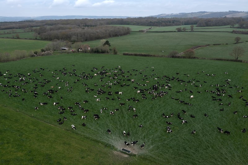 A dairy herd in Ashford, Kent. The summit aims to address food chain issues including ensuring a fair deal for farmers. Getty