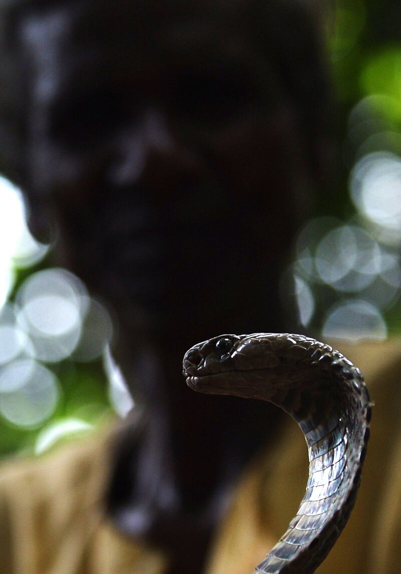An Indian snake charmer displays a 'gokhra' - cobra - to passesrs by at a snake fair at Purba Bishnupur village, around 85 kms north of Kolkata on August 17, 2013.  Hundreds of people queued in a remote village in eastern India over the weekend to receive blessings from metres-long and potentially deadly snakes, thought to bring them good luck.  AFP PHOTO/Dibyangshu SARKAR
 *** Local Caption ***  761206-01-08.jpg