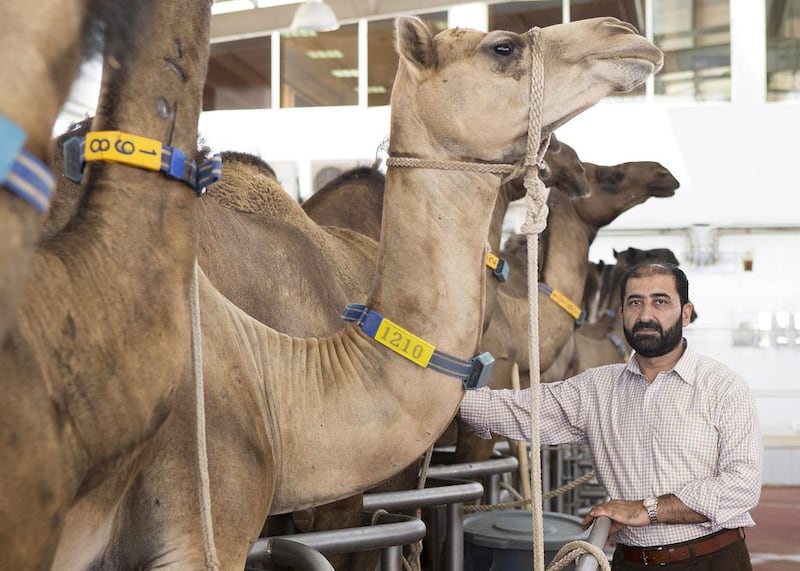 Dr Abdul Raziq Kakar of Camel4Life, at Al Ain Dairy camel farm. Each female produces 30 litres of milk daily. Antonie Robertson / The National