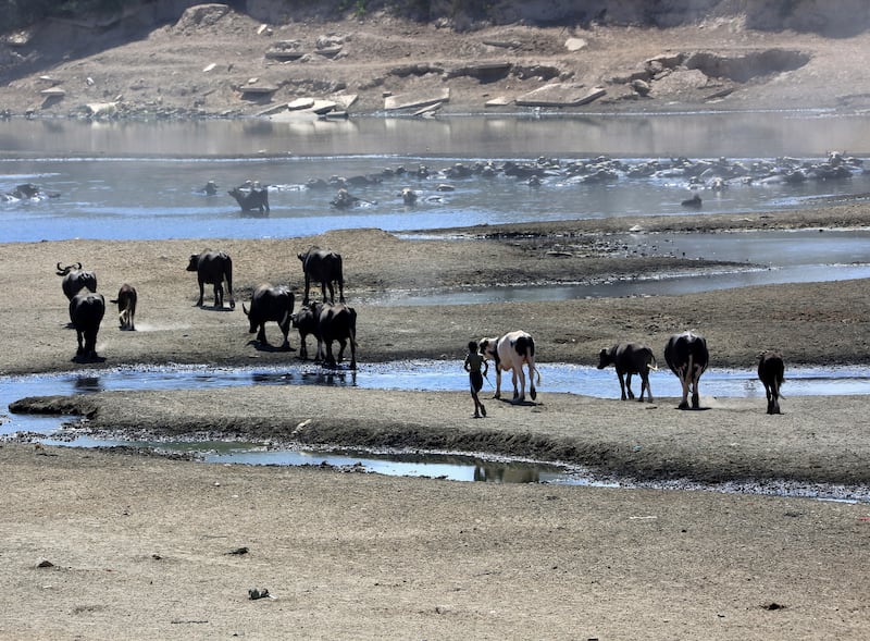 A shepherd watches his buffalos cool off in the scarce waters of Diyala River, east of Baghdad, in June 2022. EPA