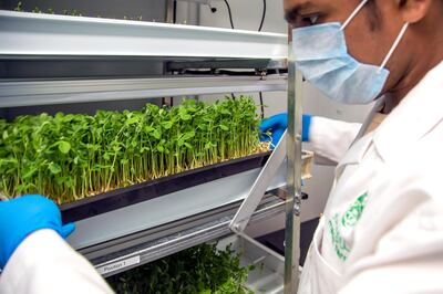 Madar Farms uses vertical farming to grow leafy greens in the UAE. Courtesy: Madar Farms.