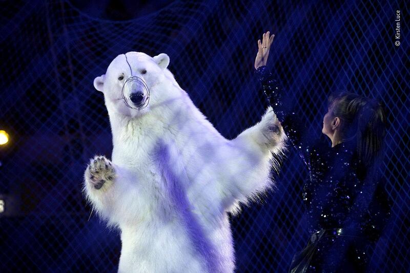 In the Russian city of Kazan, we witnessed what is believed to be the world’s only circus act with performing polar bears. The entire circus is performed on ice and the four adult bears were fitted with metal muzzles. The trainer, Yulia Denisenko, holds a metal rod when directing the bears through the performance, which happens under blue netting for the safety of the audience. Not nearly as compliant as the brown bears that perform in circuses around the country, these polar bears would rub against the ice whenever they got a chance. 

As an iconic symbol of conservation, this was perhaps the most shocking example of exploitation of captive wild animals that we witnessed. Courtesy: Natural History Museum