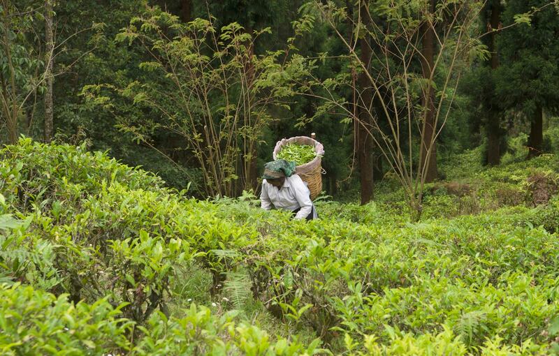 Picking leaves in the lush landscape of Happy Valley Tea Estate