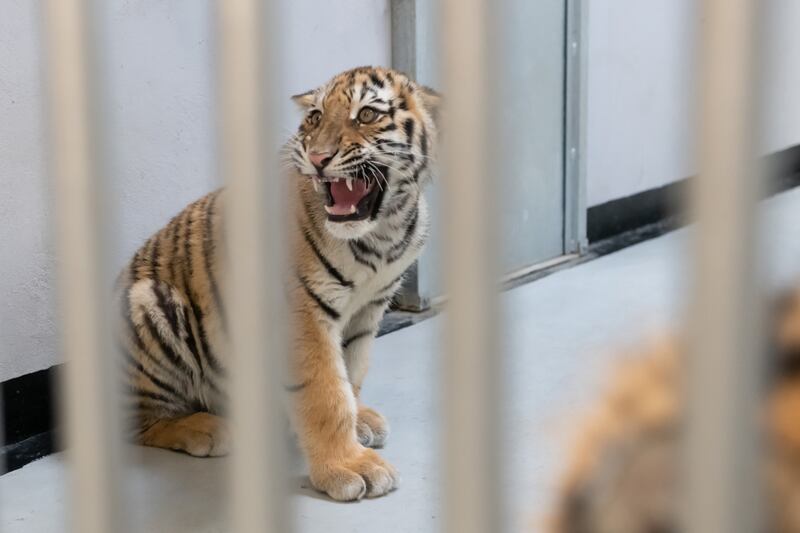 A tiger at the zoo of Poznan in Poznan, west-central Poland.  Six tigers and six lions evacuated from Ukraine have arrived at the zoo. EPA