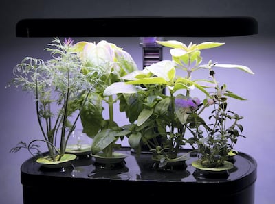 LONDON 6th July 2018. Space AeroGarden at the Space Refugee exhibition at the British Interplanetary Society in London. Stephen Lock for the National 