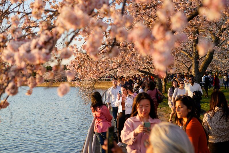 Cherry blossoms in Washington typically reach their peak in the last week of March through the first week of April. AP