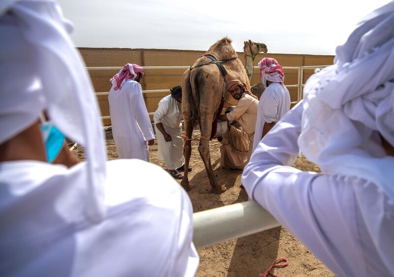Three hundred camels compete for first place In the competition.