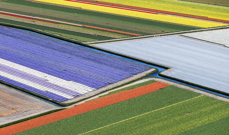 An aerial view of the flower fields of the Keukenhof, known as the Garden of Europe, in Lisse, southern Holland. AFP