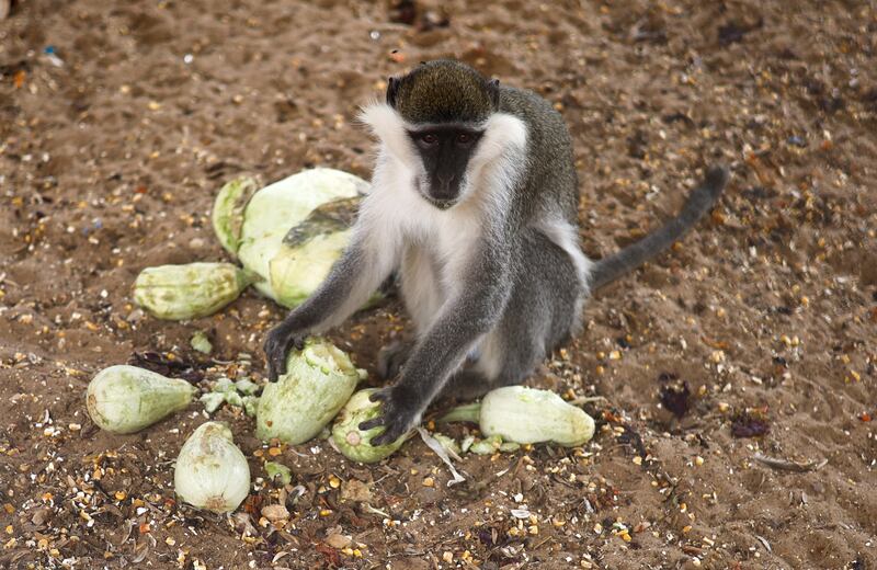 A monkey prepares to feed at the zoo