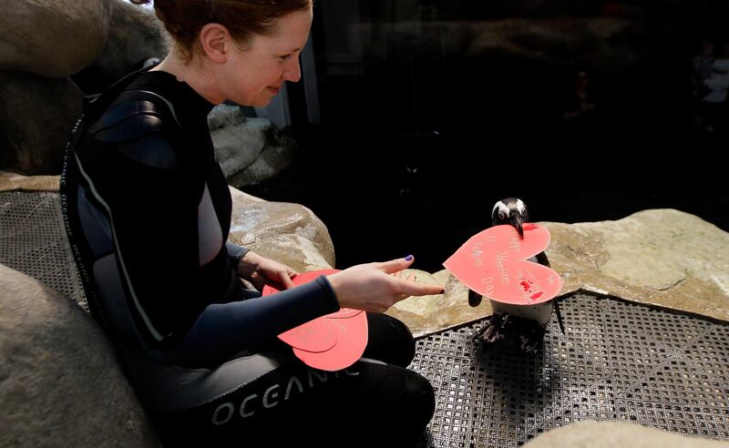 Penguin biologist Brooke Weinstein gives Howard, an African penguin, a valentine heart written by visitors to the California Academy of Sciences in San Francisco, Monday, Feb. 13, 2012. (AP Photo/Jeff Chiu) *** Local Caption ***  Penguin Valentines.JPEG-0bb64.jpg