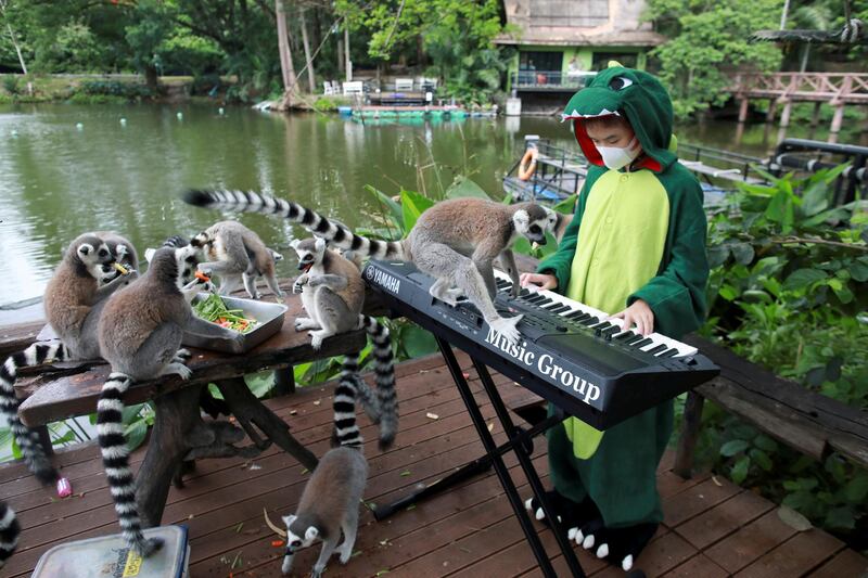 Lemurs listen to Seenlada Supat, 11, playing the keyboard at a zoo in Chonburi, Thailand. Reuters