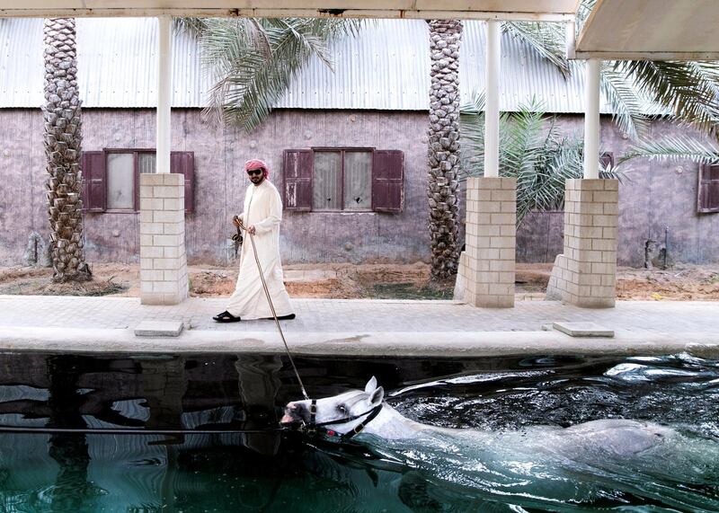 DUBAI, UNITED ARAB EMIRATES. 17 OCTOBER 2019. 
Horse owner and breeder, Khalid Khalifa Al Naboodah with the stallion Af Maquam Alezz, in Al Awir stables. The horses in Al Awir are taken for a swim twice a day. 
(Photo: Reem Mohammed/The National)

Reporter:
Section: